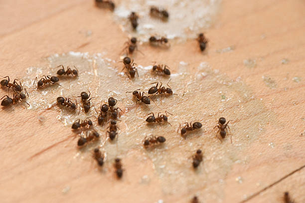 Best Pest Removal Services  in Birchwood Lakes, PA